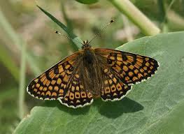 Attēlu rezultāti vaicājumam “Melitaea cinxia underside”