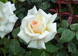 「花薔薇エルフ」の画像検索結果