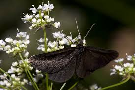 Attēlu rezultāti vaicājumam “Odezia atrata”