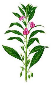 Image result for Impatiens balsamina