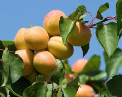 Attēlu rezultāti vaicājumam “Prunus armeniaca”