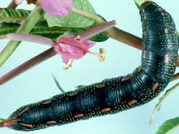 Attēlu rezultāti vaicājumam “Hyles gallii imago”