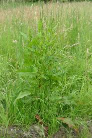 Image result for Sauerampfer