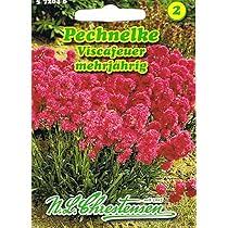 Image result for Pechnelke