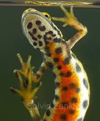 Attēlu rezultāti vaicājumam “Triturus vulgaris male”