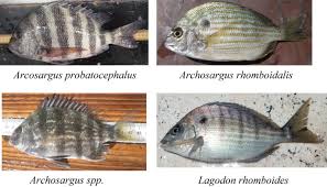 Image result for Archosargus probatocephalus