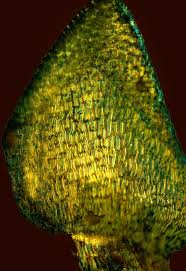 Attēlu rezultāti vaicājumam “Sphagnum centrale”