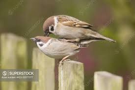 Attēlu rezultāti vaicājumam “Passer montanus adult”