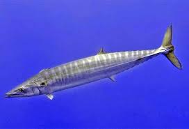 Image result for Acanthocybium solandri