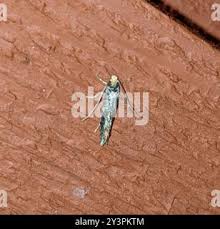 Attēlu rezultāti vaicājumam “Monopis weaverella”