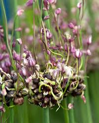 Attēlu rezultāti vaicājumam “Allium scorodoprasum bud”