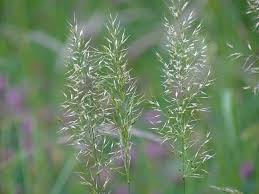 Attēlu rezultāti vaicājumam “Trisetum flavescens flower”
