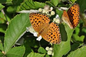 Attēlu rezultāti vaicājumam “Brenthis daphne underside”