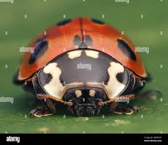 Attēlu rezultāti vaicājumam “Anatis ocellata”