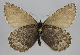 Attēlu rezultāti vaicājumam “Oeneis jutta underside”