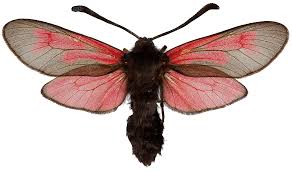 Attēlu rezultāti vaicājumam “Zygaena minos”