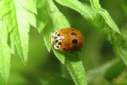 Attēlu rezultāti vaicājumam “Adalia decempunctata”