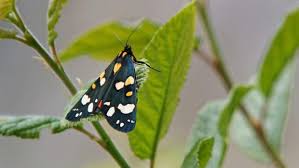 Attēlu rezultāti vaicājumam “Callimorpha dominula larva”