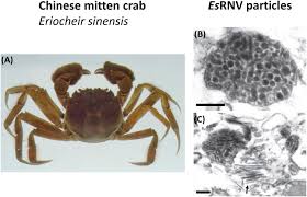 Image result for Eriocheir sinensis