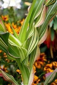 Attēlu rezultāti vaicājumam “Zea mays leaf”