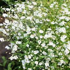 Image result for Gypsophila elegans