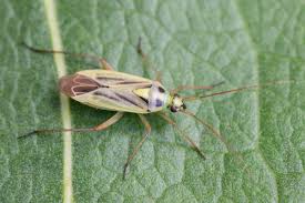 Attēlu rezultāti vaicājumam “Stenotus binotatus female”
