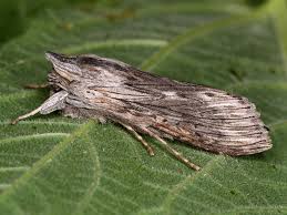 Attēlu rezultāti vaicājumam “Cucullia fraudatrix”