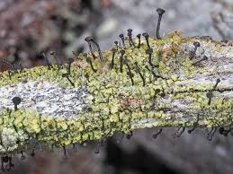 Attēlu rezultāti vaicājumam “Calicium viride”