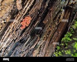 Attēlu rezultāti vaicājumam “Ascocoryne cylichnium”