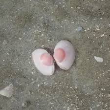 Attēlu rezultāti vaicājumam “Macoma baltica”