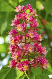 Attēlu rezultāti vaicājumam “Aesculus x hybrida flower”