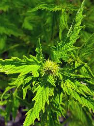 Attēlu rezultāti vaicājumam “Lycopus europaeus leaf”