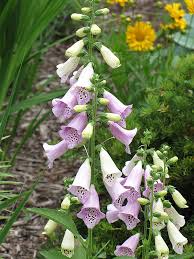 Attēlu rezultāti vaicājumam “Digitalis purpurea flower”