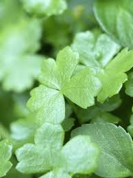 Attēlu rezultāti vaicājumam “Adoxa moschatellina”