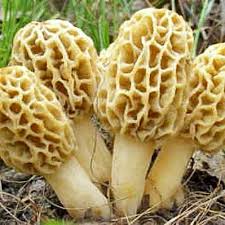 Attēlu rezultāti vaicājumam “Morchella esculenta”