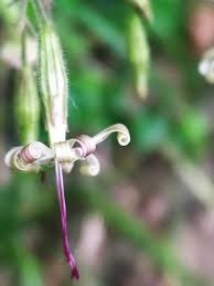 Attēlu rezultāti vaicājumam “Silene nutans flower”