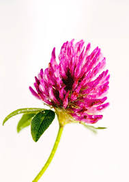 Attēlu rezultāti vaicājumam “Trifolium pratense flower”