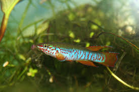 Image result for Aphyosemion