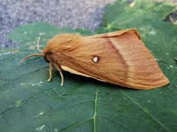 Attēlu rezultāti vaicājumam “Colostygia pectinataria female”