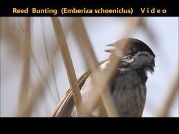 Attēlu rezultāti vaicājumam “Emberiza schoeniclus eggs”