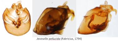 Attēlu rezultāti vaicājumam “Javesella pellucida”