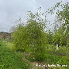 Attēlu rezultāti vaicājumam “Betula pendula Youngii”
