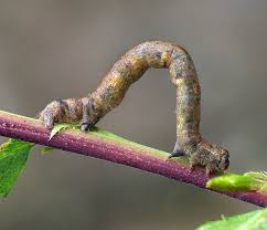 Attēlu rezultāti vaicājumam “Agriopis marginaria”