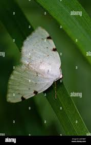 Attēlu rezultāti vaicājumam “Lomographa bimaculata”