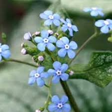 Attēlu rezultāti vaicājumam “Brunnera macrophylla”