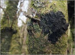 Attēlu rezultāti vaicājumam “Collema flaccidum”