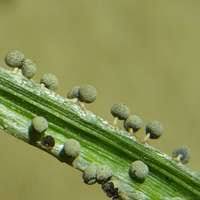 Attēlu rezultāti vaicājumam “Physarum globuliferum spores”