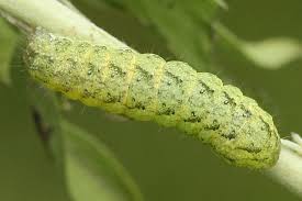 Attēlu rezultāti vaicājumam “Lacanobia contigua”