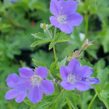 Attēlu rezultāti vaicājumam “Geranium sylvaticum flower”