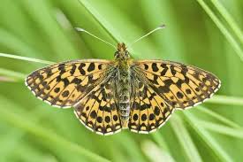 Attēlu rezultāti vaicājumam “Clossiana selene”